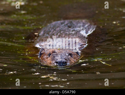 Europäischer Biber (Castor Fiber) schwimmen Stockfoto