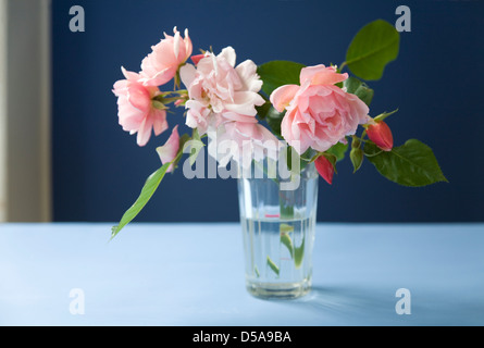 Kletternde Rosen in einer Glasvase blau innen rosa Stockfoto
