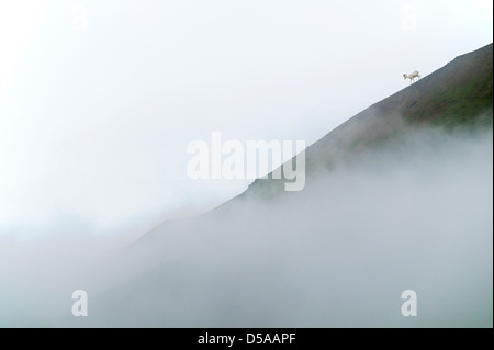 Niedrige Wolken, Dunst und Nebel verdeckt teilweise Dall-Schafe auf die Alaska Range, Denali National Park, Alaska, USA Stockfoto