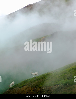 Niedrige Wolken, Dunst und Nebel verdeckt teilweise Dall-Schafe auf die Alaska Range, Denali National Park, Alaska, USA Stockfoto