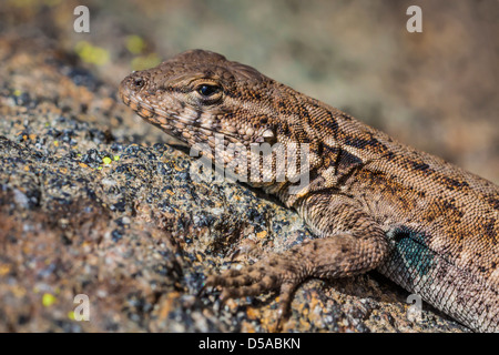 Seite-blotched Eidechse (Uta Stansburinia) Sonnen auf einem Felsen im Skorpion Canyon, Santa Cruz Island, Channel Islands Nationalpark Stockfoto