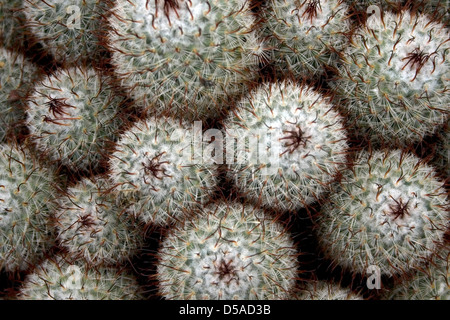 Draufsicht der Mammillaria Bombycina Kakteen. Das Nadelkissen Kaktus. Stockfoto