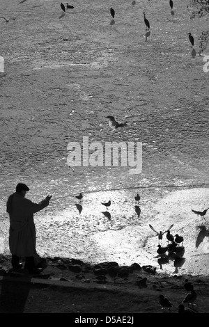 Berlin, Deutschland, ein Mann füttern Enten auf gefrorenen Wannsee Stockfoto