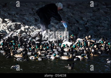 Berlin, Deutschland, eine Frau, die Enten füttern Stockfoto