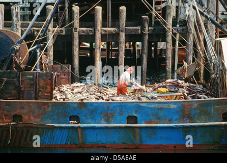 Fischerhafen in Ostkanada; Nova Scotia; Kanada; Canada; Entladen des Fangs von kommerziellen Fischerboot Angelboot/Fischerboot. Stockfoto