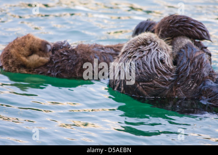 Eine Mutter pup sorgfältig Abladen ein schlafender Seeotter, so dass sie selbst pflegen kann. Stockfoto