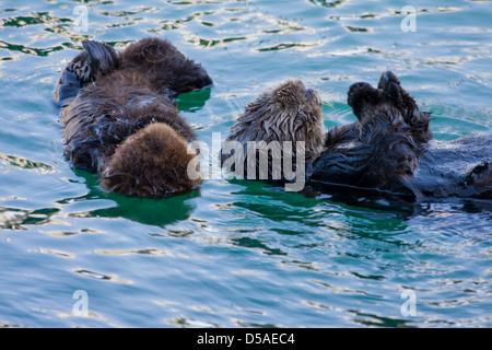 Eine Mutter schwebt Sea Otter Pflege selbst während ihrer schlafenden Welpen in der Nähe. Stockfoto