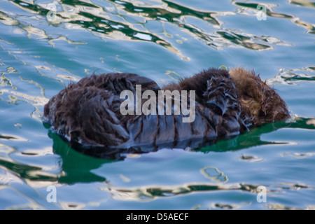 Eine schlafende Säugling Sea Otter auf dem Wasser schwimmen.  Seine Mutter ist in der Nähe. Stockfoto