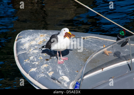 Eine Möwe stehend auf einem Boot Essen einen Seestern in Fishermans Wharf in Monterey, Kalifornien. Stockfoto