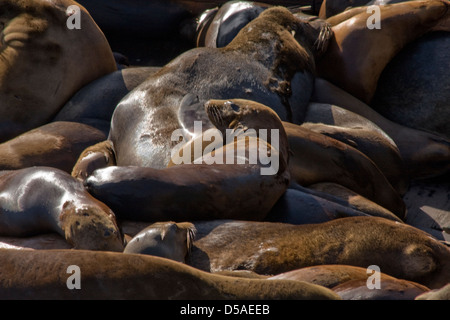 Genießen Sie die Sonne am Fishermans Wharf in Monterey, Kalifornien Seelöwen. Stockfoto