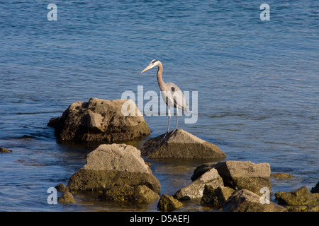 Great Blue Heron hängen am Fishermans Wharf in Monterey, Kalifornien. Stockfoto