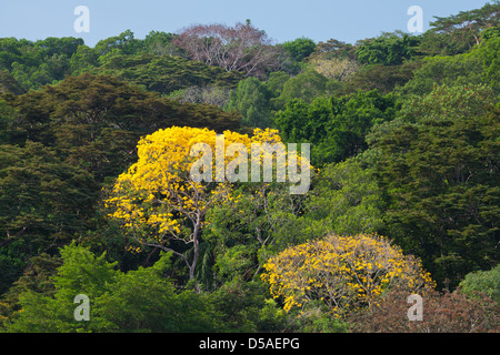 Gelb Gold Baum (guayacan) Sci, Name; Tabebuia guayacan, im Regenwald von Soberania Nationalpark, Panama Provinz, Republik Panama. Stockfoto