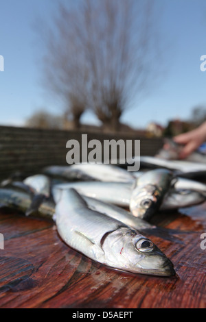 Handewitt, Deutschland, frisch gefangenen Hering auf einem Tisch Stockfoto