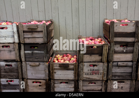 Apfelernte ist eine beliebte Familientradition in Quebec. Die kanadische Presse Bilder/Lee Brown Stockfoto