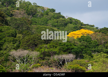 Gold Baum (Guayacan) Sci, Name; Tabebuia Guayacan, in Soberania Nationalpark, Provinz Panama, Republik von Panama. Stockfoto