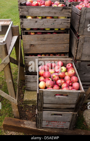 Apfelernte ist eine beliebte Familientradition in Quebec. Die kanadische Presse Bilder/Lee Brown Stockfoto