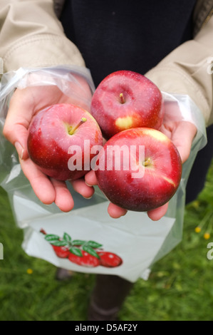 Apfelernte ist eine beliebte Familientradition in Quebec. Die kanadische Presse Bilder/Lee Brown Stockfoto