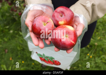 Apfelernte ist eine beliebte Familientradition in Quebec. Die kanadische Presse Bilder/Lee Brown Stockfoto