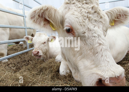 Rendsburg, Deutschland, Tier-Show bei der landwirtschaftlichen Messe Norla Stockfoto