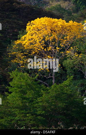 Gold Baum (Guayacan) Sci, Name; Tabebuia Guayacan, in Soberania Nationalpark, Provinz Panama, Republik von Panama. Stockfoto