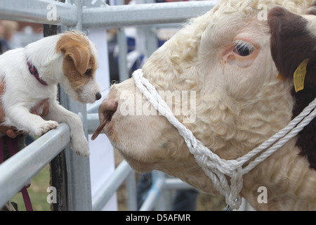 Rendsburg, Deutschland, Tier-Show bei der landwirtschaftlichen Messe Norla Stockfoto