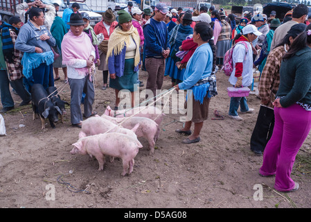 Eine ecuadorianische Frau hält vier Schweine an der Leine, die sie auf dem Tier Markt in Saquisili, Ecuador verkaufen will. Stockfoto