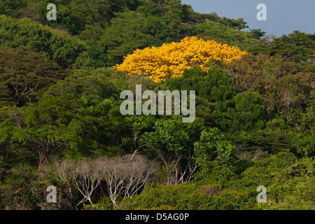 Gold Baum (Guayacan) Sci, Name; Tabebuia Guayacan, in Soberania Nationalpark, Provinz Panama, Republik von Panama. Stockfoto