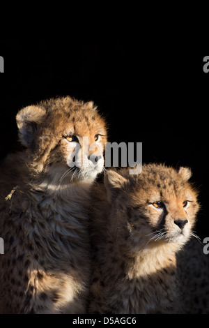 Nahaufnahme der beiden jungen Geparden (Acinonyx Jubatus) zeigt Zähne, schwarzer Hintergrund, Whipsnade Zoo, UK Stockfoto