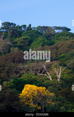 Gelb Gold Baum (Guayacan) Sci, Name; Tabebuia Guayacan, in Soberania Nationalpark, Provinz Panama, Republik von Panama. Stockfoto