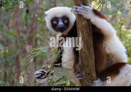 Weiße und Braune flauschige Coquerel der Sifaka Lemur starrte auf die Kamera während des Essens grüne grüne Pflanzen in Madagaskar Stockfoto