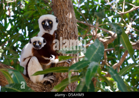 Coquerel Sifaka Lemur mit Baby klammerte sich an einem Baum im Ankarafantsika Nationalpark im westlichen Madagaskar Stockfoto