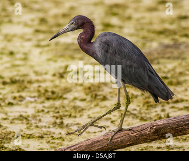 Heron überprüfen Menü - Little Blue Heron - Brazos Bend State Park - Needville, Texas Stockfoto