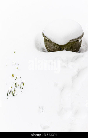 Narzisse Blätter aus dem Schnee neben einem großen Blumentopf, überfüllt mit Schnee Stockfoto