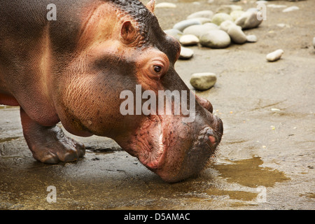 Profil des riesigen Kopfes ein Nilpferd hautnah Stockfoto