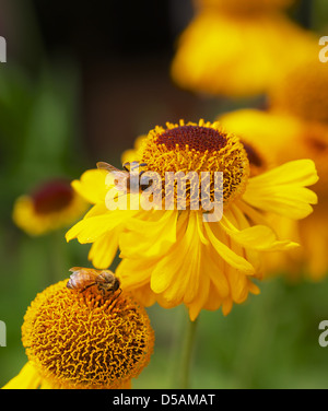 Honig Bienen fleißig auf gelber Kegel Blüten mit sehr weichen Hintergrund Stockfoto