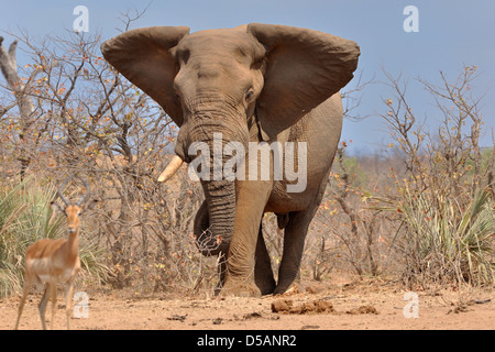 Afrikanischen Busch Elefanten (Loxodonta africana) wandern, Impala (Aepyceros melampus) im Vordergrund, Krüger Nationalpark, Südafrika, Afrika Stockfoto
