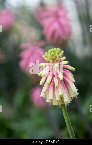 Veltheimia Bracteata. Wald-Lilie / Winter rote heiße Poker Blume Stockfoto