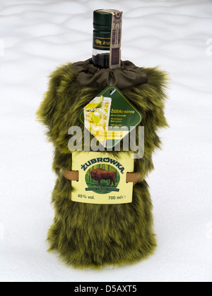 Zubrowka im Schnee Stockfoto