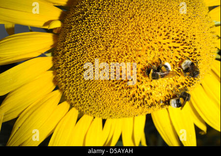 Hummeln sammeln Nektar aus einer Sonnenblume in Bamberg, Deutschland, 26. Juli 2010. U.u. Bedingungen sind für die kommenden Tage prognostiziert. Foto: DAVID EBENER Stockfoto