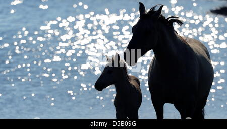 Konik-Pferde stehen im Naturschutzgebiet Geltinger Birk auf einer Wiese vor einem Teich reflektiert die Sonne. Im Jahr 2002 wurde eine Gruppe dieser robusten Pferde, mit Ursprung in Polen, in die Wildnis wieder eingeführt. Seitdem leben sie frei auf der 500 Hektar Weideland für das Naturschutzgebiet. Foto: Julian Stratenschulte Stockfoto