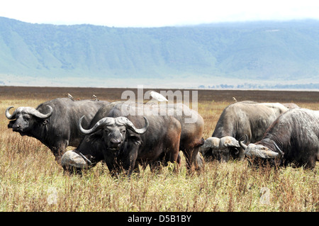 Afrika, Tansania, Ngorongoro-Nationalpark. Afrikanische Büffel AKA Kaffernbüffel (Syncerus Caffer) Stockfoto