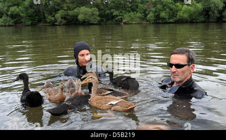 Pia Marie Witt (R) und Wilfried Arnold beginnen ihre Wasserwanderung mit Enten in Kassel, Deutschland 2. August 2010. Sie werden zusammen mit den Tieren in der Nordsee schwimmen, indem Sie nach dem Fluss Fulda. Sie sind ausgestattet mit Neoprenanzügen und flossen die 485 km Distanz gehen und ihre Reise in Kassel begonnen haben, während ein Volksfest für die erste Stufe am 2. August. Sie möchten wieder Stockfoto