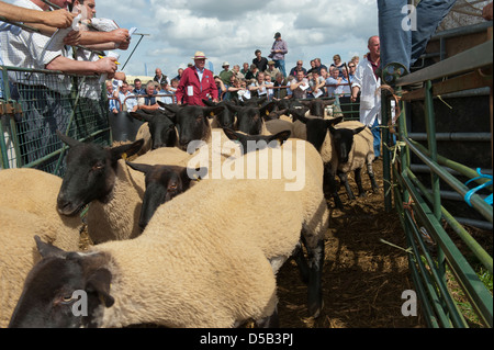 Suffolk gekreuzt Zucht Schafe Leavingthe Ring bei Thame Schafe fair 2012 nach dem Verkauf. Stockfoto