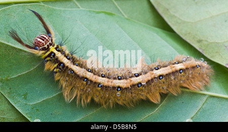 Behaarte braune Raupe Kratzen auf der grünen Blätter Stockfoto