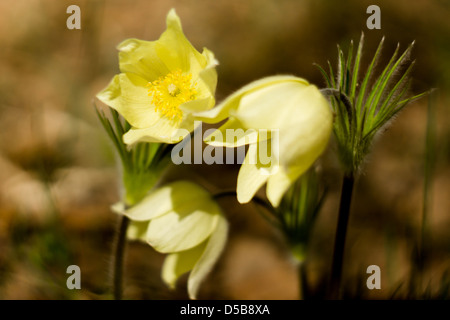 erste Frühlingsblumen im Wald Stockfoto