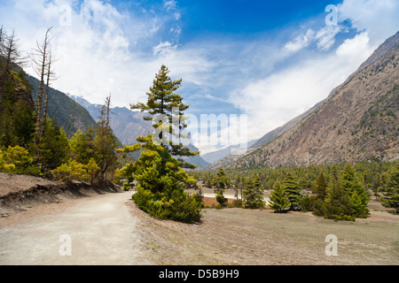 Kiefernwald im Annapurna Trek, Himalaya, Nepal Stockfoto