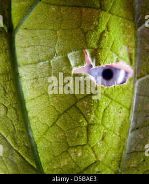 Ein menschliches Auge blickt durch ein Blatt einer Brennnessel, die durch Insekten, Wind und Wetter am Rand einer Wiese auf dem Lohrberg in Frankfurt am Main, Deutschland, 18. August 2010 beschädigt wurde. Die Pflanzen sind nicht sehr beliebt, wegen Brennnessel Haare, die durch den Kontakt zu stechen. Die jungen Sprossen eignen sich jedoch für die Herstellung von Salaten und zum Kochen. Sie Cary viele Mineralien, Vitamine und Pr Stockfoto