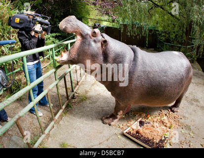 Nilpferd-Dame Tana öffnet den riesigen Mund vor einer TV-Kamera nach dem Genuss einer pflanzlichen Geburtstagstorte zu ihrem 50. Geburtstag im Opel-Zoo in Kronberg, Deutschland, 25. August 2010. Sie ist das älteste Tier des Zoos und eines der ältesten Nilpferd in Europa. Die schweren Jubilar wurde 1960 in Leipzig geboren. Sie lebt in einem Gehäuse mit Wasser von der Opel-Zoo für die letzten 4 Stockfoto