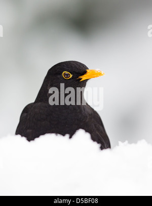 Nahaufnahme einer männlichen Amsel (Turdus Merula) im Tiefschnee, Essex, England Stockfoto