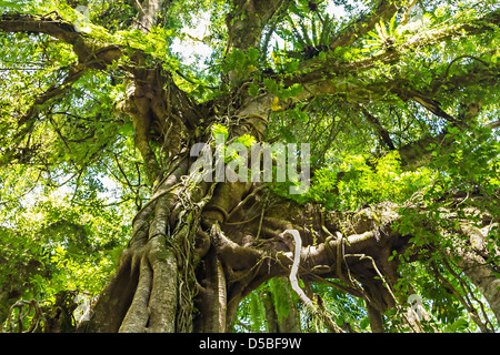 Banyan-Baum im dichten Wald Stockfoto